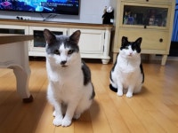 5년만에 추장네 고양이들 ::: 82cook.com