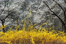 흔하게 마주치는 봄의 풍광 ::: 82cook.com