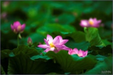 덕진 공원에 연향이 가득합니다. ::: 82cook.com