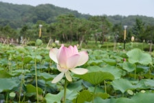 아산 신정호 ::: 82cook.com