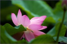 덕진 공원에 연향이 가득합니다. ::: 82cook.com