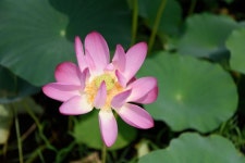 아산 신정호 ::: 82cook.com