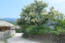 아산 외암마을입니다. ::: 82cook.com