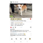 3번이나 버려진 웰시코기... ::: 82cook.com