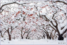 복있는 사람 ::: 82cook.com