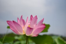 아산 신정호 ::: 82cook.com