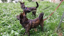 호피와 까미랑 또 다시 봄 ::: 82cook.com