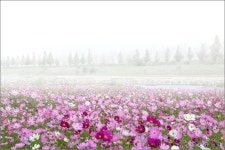 아침을 깨우는 향기 ::: 82cook.com