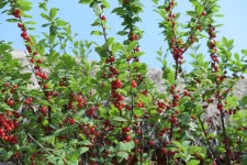 아산 외암마을입니다. ::: 82cook.com