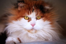 미미 ^^ ::: 82cook.com