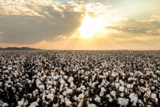 Controversial cotton crop thrives in the Kimberley after past failures - ABC News (Australian Broadcasting Corporation)... 