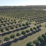 Macadamia Boom: Sugarcane growers find a sweet crop in macadamias - ABC News (Australian Broadcasting Corporation) Macadamia Boom... 