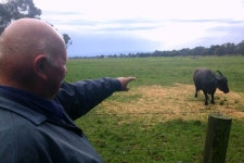 Buffalo farming - Bush Telegraph - ABC Radio National (Australian Broadcasting Corporation) Buffalo farming