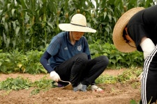 코로나19 극복 농가 일손 돕기 나선 국민권익위 | 사진뉴스 | 홍보자료 | 뉴스·소식 : 국민권익위원회 코로나19 극복 농가 일손 돕기 나선... 