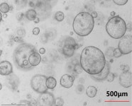 Cytokines for Organoid Culture | 연구용제품 > Bio마켓 | BRIC