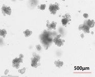 Cytokines for Organoid Culture | 연구용제품 > Bio마켓 | BRIC