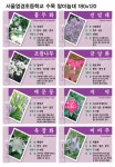 서울염경초등학교 수정(불두화)