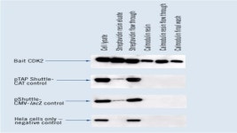 InterPlay Adenoviral TAP System | 애질런트