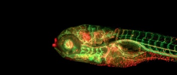 조직학 및 전체 유기체 이미징 | 애질런트