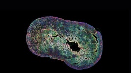 조직학 및 전체 유기체 이미징 | 애질런트