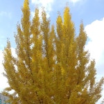 실시간 수다방 | 청정원프렌즈 | 청정원 노벰버 