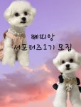 뻬띠앙 서포터즈 1기 모집 | 공모전 대외활동 올콘 뻬띠앙 서포터즈 1기 모집