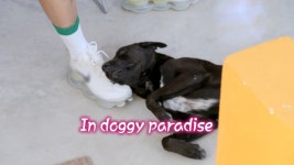 The Baby Whisperer: BTSs V (Kim Taehyung) Shows His Unique Ability to Make Unhappy Babies Instantly Laugh in Jinnys Kitchen... 