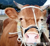 울주군에서는 내가 '최고 한우'