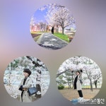 안산시에서 벚꽃구경 마음껏 즐겨보자