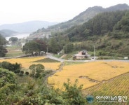 지난 여름 긴 장마와 태풍 이겨낸 충주시 엄정면 벼