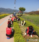 밀양시 삼문동 둔치에 양귀비 꽃 3000본 식재
