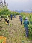 영덕군 남정면, 농촌일손돕기 나서