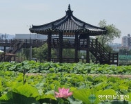 첫 꽃 피운 함안 연꽃테마파크, 여름관광객 맞이 준비 ‘한창’