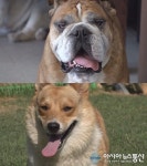 &#039;TV 동물농장&#039; 평화로운 불도그 하우스의 시한폭탄! 폭군 웰시코기 ‘레오’