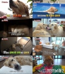 TV 동물농장 오해하지 마세요, 우린 괴롭히는 게 아니예요
