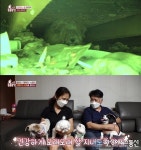 &#039;TV 동물농장&#039;, 입양으로 견생 역전 실현한 샛별이와 차돌이