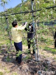 마산회원구, ‘사과 꽃눈 솎기작업’ 농촌일손돕기 ‘구슬땀’