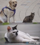 'TV 동물농장', 레트리버와 두 고양이의 종을 넘어선 우정의 이유는?