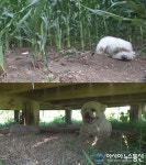 &#039;TV 동물농장&#039;, “집에는 절대 안 들어가개!?” 노숙견 구름이의 사연은?