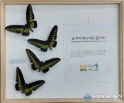 부평구 인천나비공원, 11월 희귀곤충 표본 전시회 운영