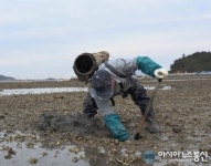 신안군 갯벌낙지 맨손어업 장인 선발대회 29일로 연기