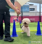 추석 연휴, 반려견도 안전하고 행복하게!