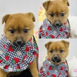 경주동물사랑보호센터 경주동물사랑보호센터, 경주동물사랑보호센터 홈페이지, 경주시