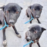 경주동물사랑보호센터 경주동물사랑보호센터, 경주동물사랑보호센터 홈페이지, 경주시