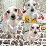 경주동물사랑보호센터 경주동물사랑보호센터, 경주동물사랑보호센터 홈페이지, 경주시