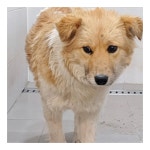 경주동물사랑보호센터 경주동물사랑보호센터, 경주동물사랑보호센터 홈페이지, 경주시