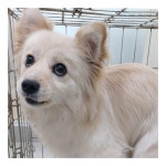 경주동물사랑보호센터 경주동물사랑보호센터, 경주동물사랑보호센터 홈페이지, 경주시