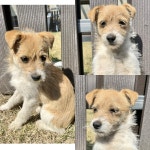 경주동물사랑보호센터 경주동물사랑보호센터, 경주동물사랑보호센터 홈페이지, 경주시