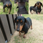 경주동물사랑보호센터 경주동물사랑보호센터, 경주동물사랑보호센터 홈페이지, 경주시