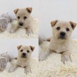 경주동물사랑보호센터 경주동물사랑보호센터, 경주동물사랑보호센터 홈페이지, 경주시